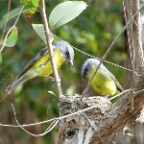 Yellow Robins on nest